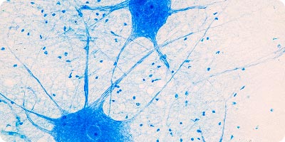 Neurological Diseases, Neuroscience and Mental Health