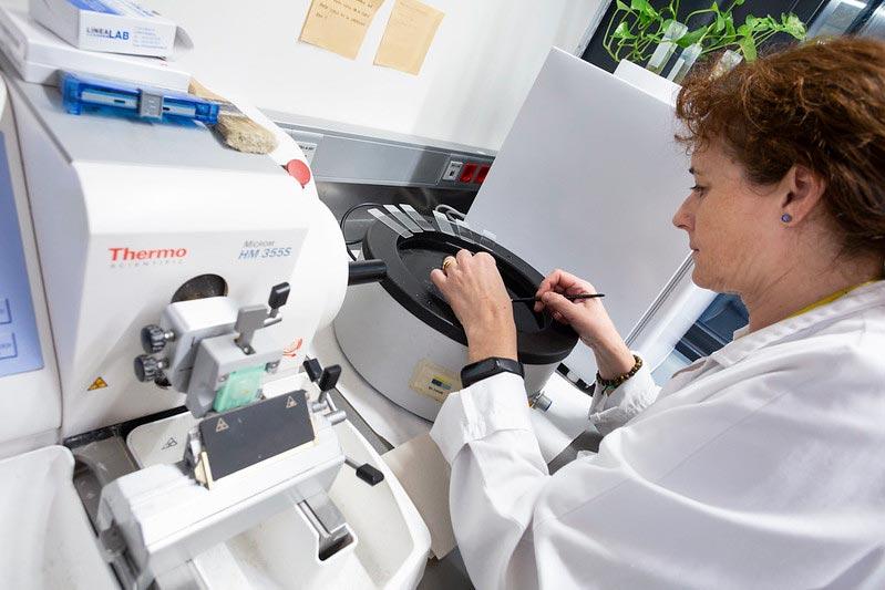 Immunohistoquimica-img